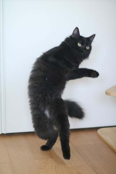 まだ治療中な黒猫さん_e0151545_20224550.jpg