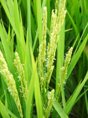 砂田米 今年も順調にお米の花が咲きました!平成29年の『砂田のこだわりれんげ米』はいよいよ残りわずか!!_a0254656_18182349.jpg