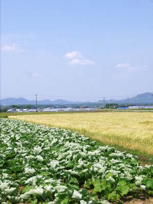 砂田米 今年も順調にお米の花が咲きました!平成29年の『砂田のこだわりれんげ米』はいよいよ残りわずか!!_a0254656_18455624.jpg