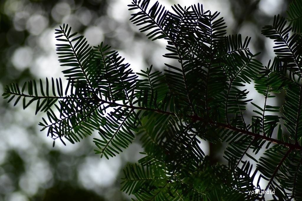 e0367158_07104998.jpg