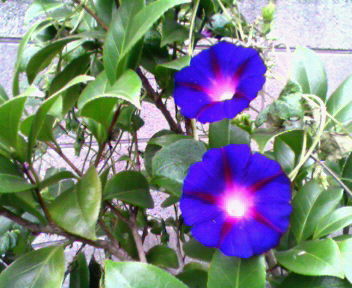 b0105259_11151923.jpg
