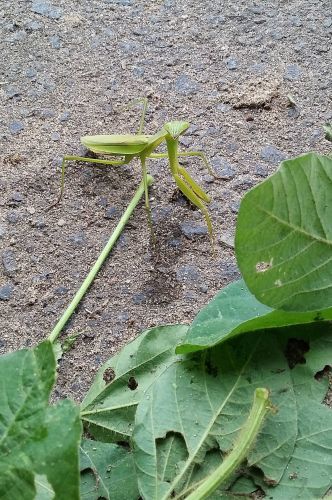 久しぶりのカマキリ_b0277159_23094134.jpg