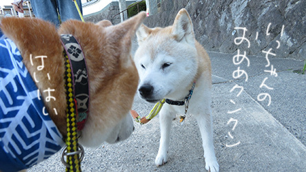 ムシムシマムシな夏 柴と徒然日記 ムシムシマムシな夏 柴と徒然日記