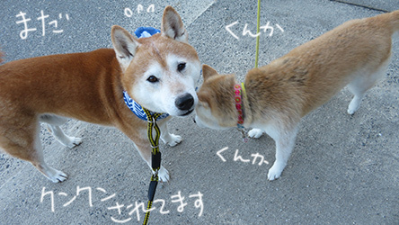 ムシムシマムシな夏 柴と徒然日記 ムシムシマムシな夏 柴と徒然日記