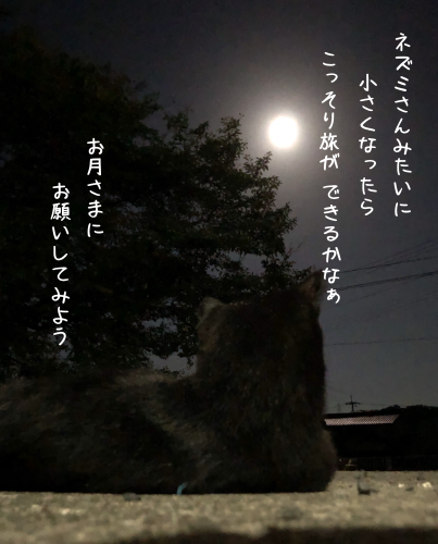 a0216583_15413676.png