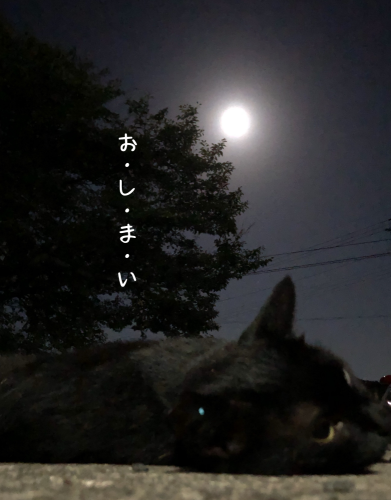 a0216583_15420119.png