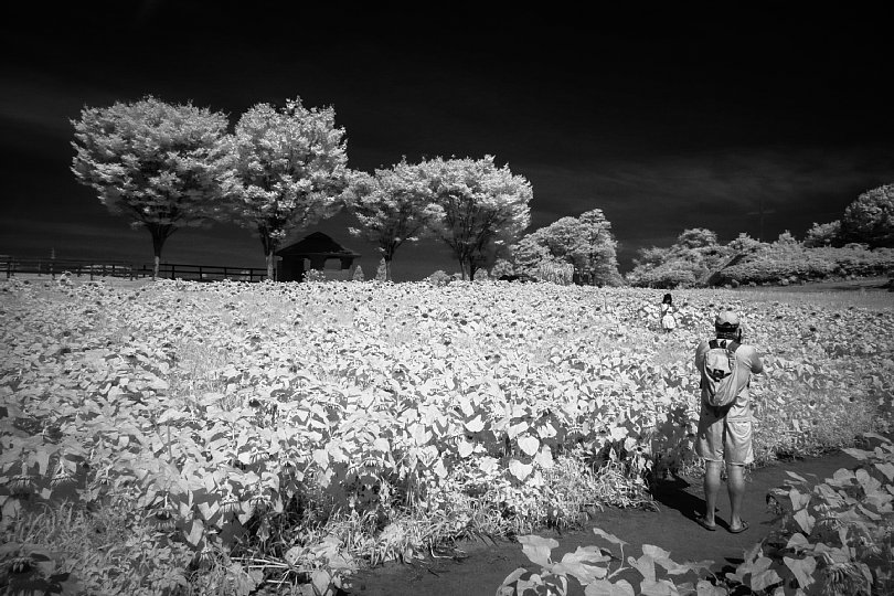 A Summer Farm Filled With Scorching Sunshine_d0353489_21015110.jpg