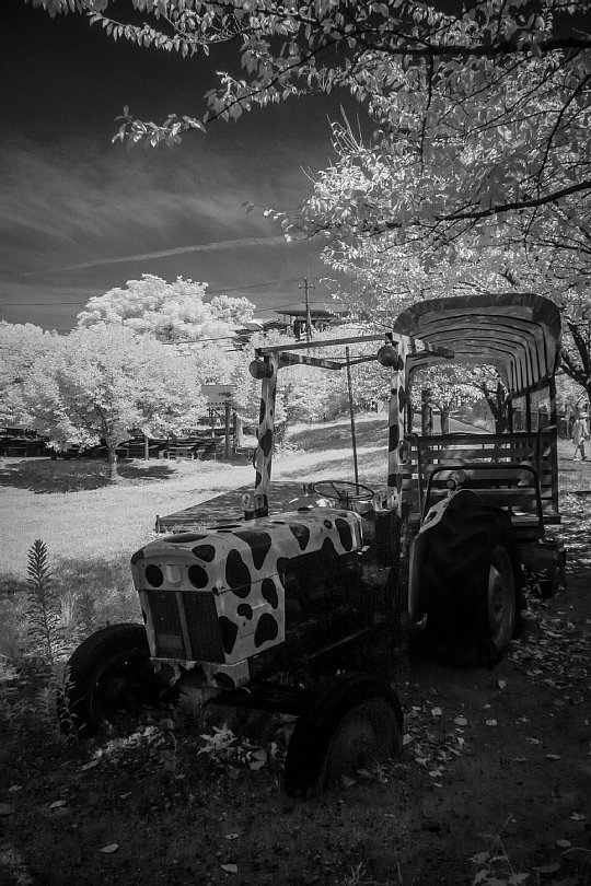 A Summer Farm Filled With Scorching Sunshine_d0353489_21594200.jpg