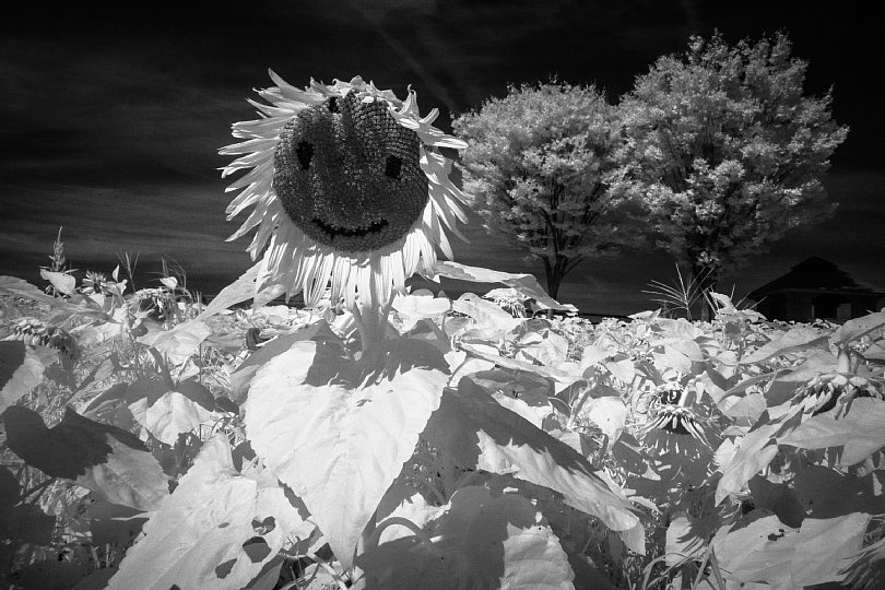 A Summer Farm Filled With Scorching Sunshine_d0353489_22032301.jpg
