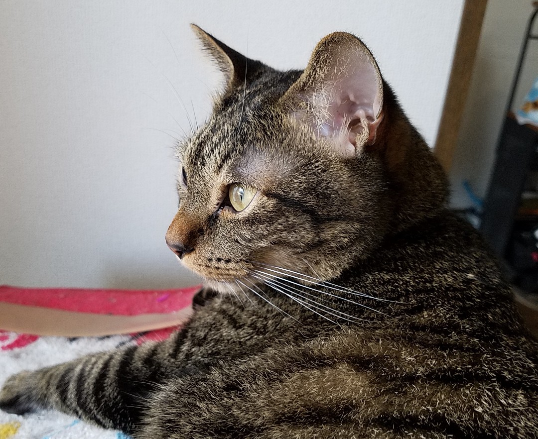 凛々しい横顔 キジトラ猫のトラちゃんダイアリー 凛々しい横顔 キジトラ猫のトラちゃんダイアリー