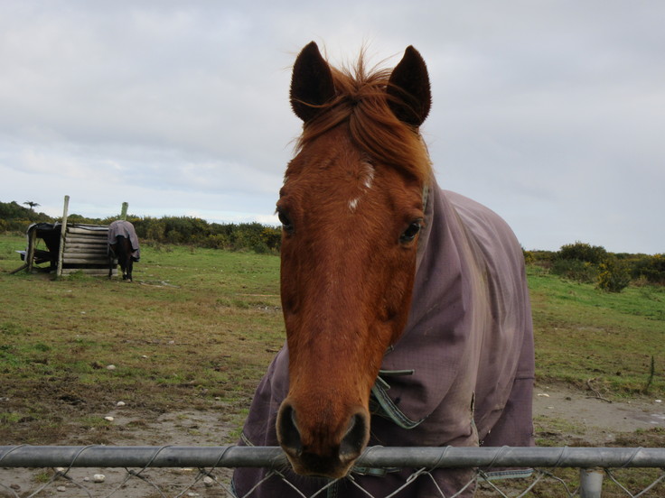 冬のニュージーランド旅(26)帰る朝の散歩☆橋を渡って向こう側へ。(Greymouth)_c0212604_2011186.jpg