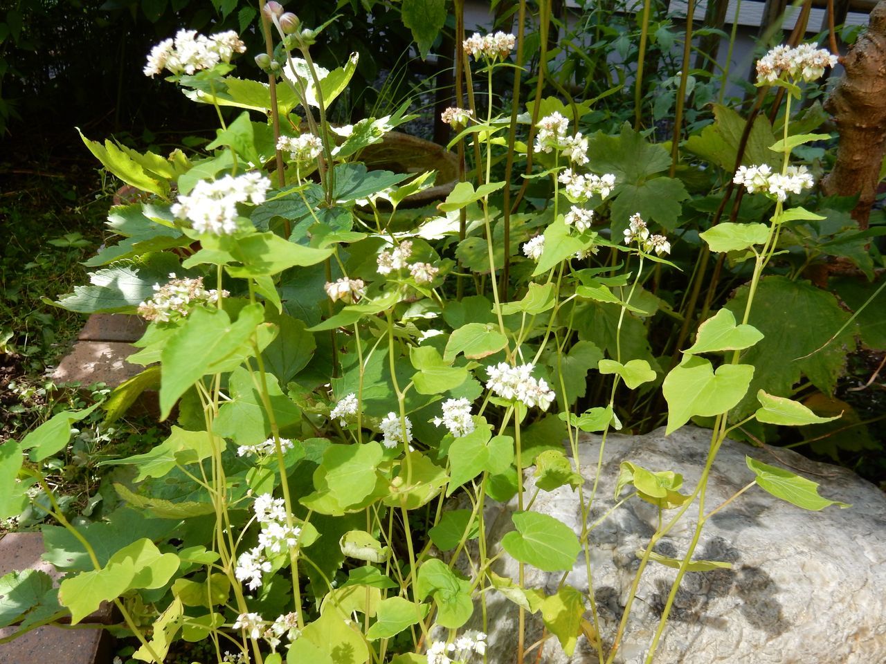 8月28日のtwitter_c0025115_21165146.jpg