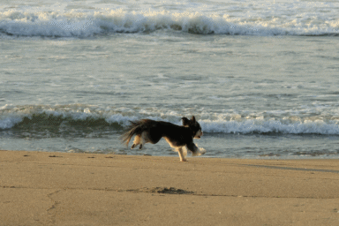 さよなら夏umi2018・Ⅵ (私も飛んだ???)_c0145250_09494549.gif