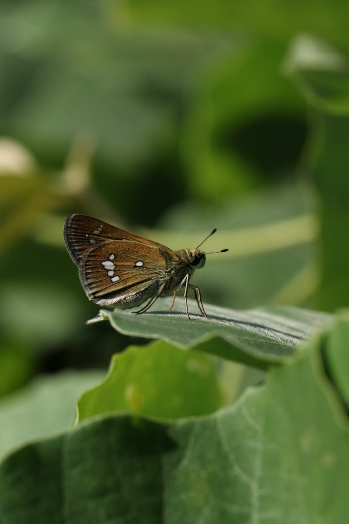 河原のミヤマチャバネセセリと高原のチョウ : 蝶超天国