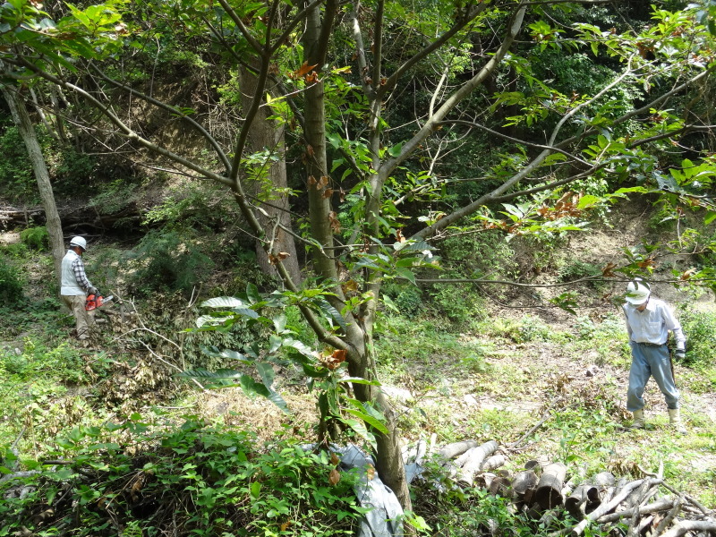 ぼちぼち台風の後片付け・・・孝子の森_c0108460_15590410.jpg