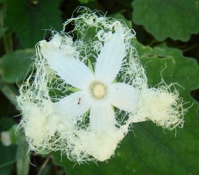 #ウリ科 #雌雄異株 #果実 『烏瓜』 Trichosanthes cucumeroides_f0238961_8362687.jpg