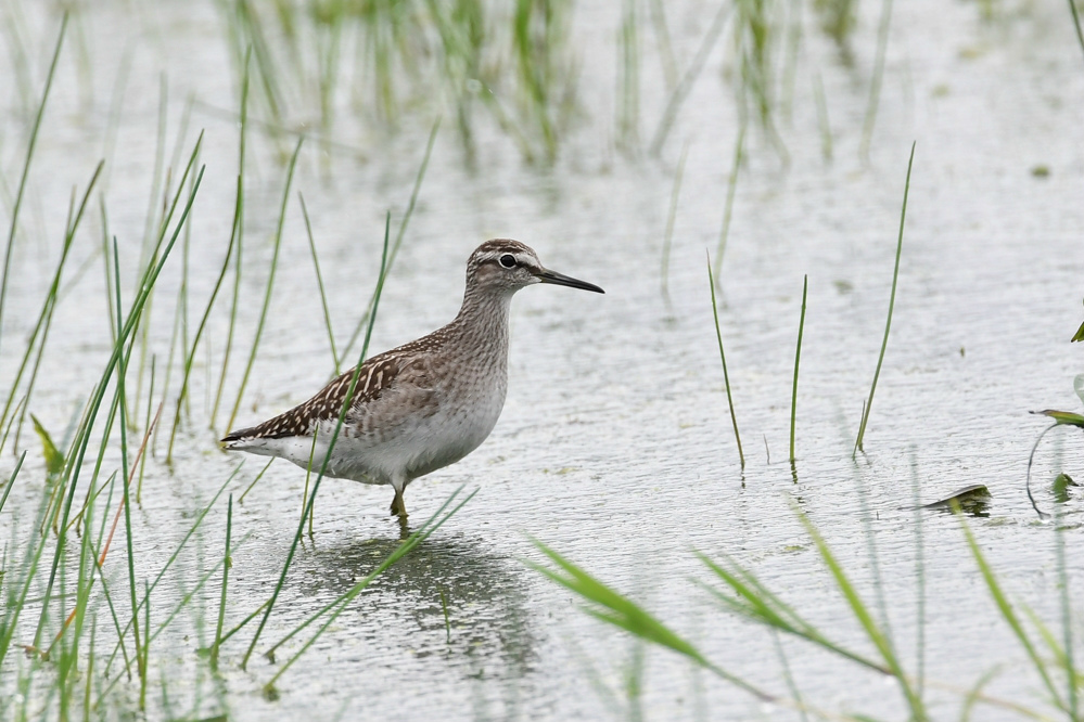 赤トンボ コサギ タカブシギ_f0053272_21592863.jpg