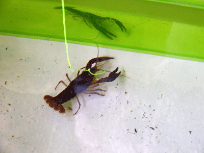 f0140773_13420085.gif