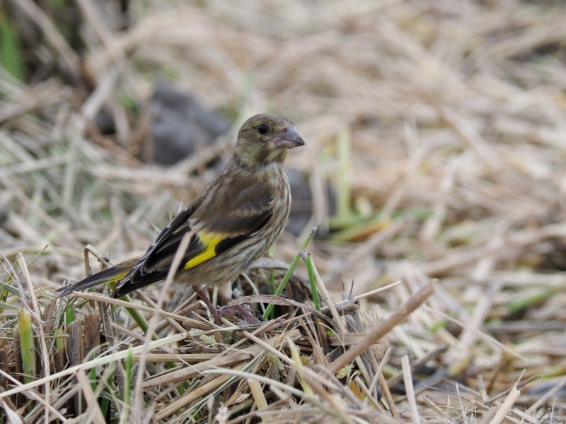 カワラヒワの幼鳥がいました コーヒー党の野鳥と自然 パート2 カワラヒワの幼鳥がいました コーヒー党の野鳥と自然 パート2