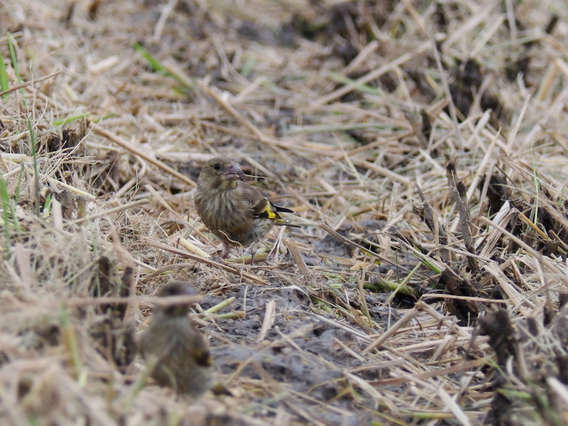 カワラヒワの幼鳥がいました_f0372177_19201119.jpg