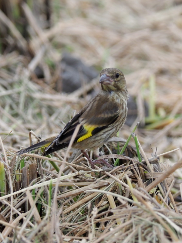 カワラヒワの幼鳥がいました_f0372177_19202385.jpg