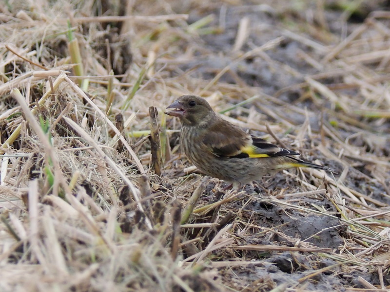 カワラヒワの幼鳥がいました_f0372177_19204708.jpg