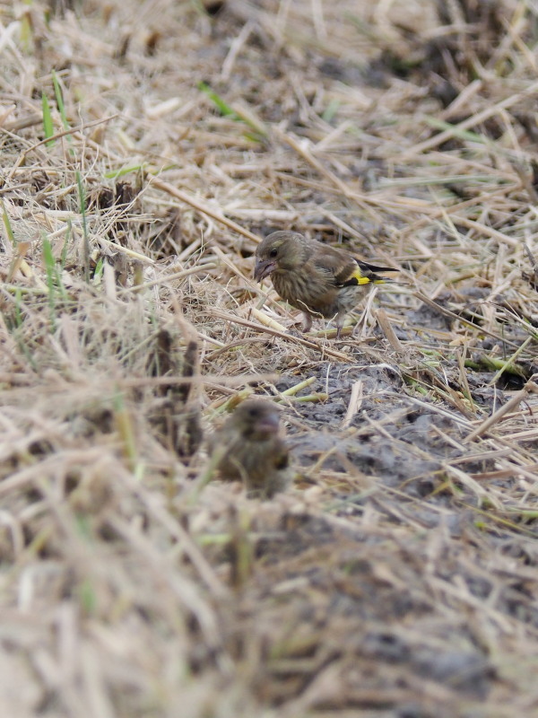 カワラヒワの幼鳥がいました_f0372177_19210462.jpg