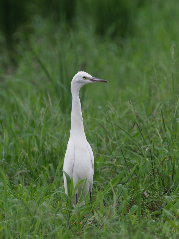 アマサギとチュウサギ_f0372177_19463665.jpg