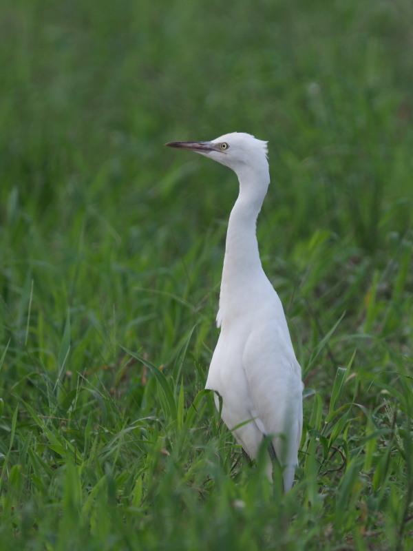 アマサギとチュウサギ_f0372177_19465691.jpg