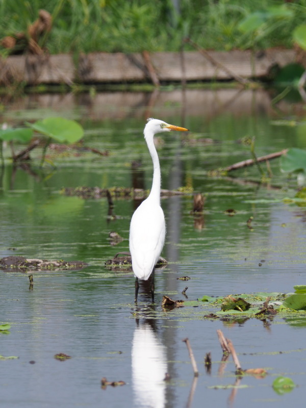 アマサギとチュウサギ_f0372177_19470421.jpg