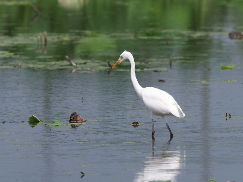 アマサギとチュウサギ_f0372177_19470798.jpg