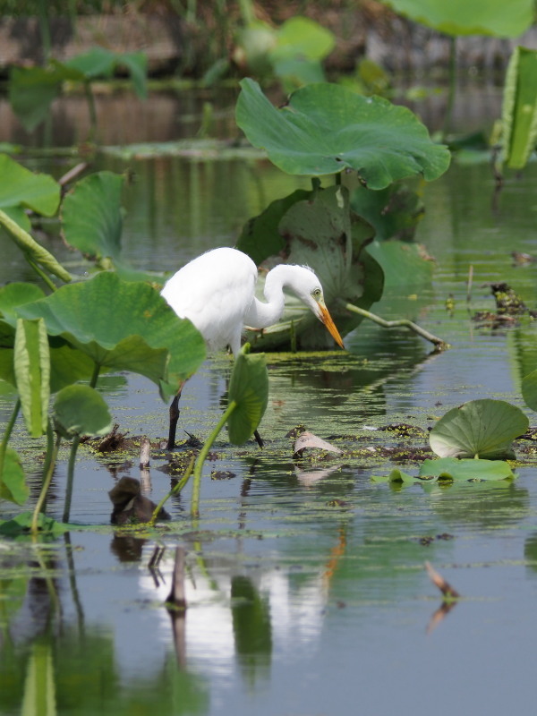 アマサギとチュウサギ_f0372177_19471168.jpg