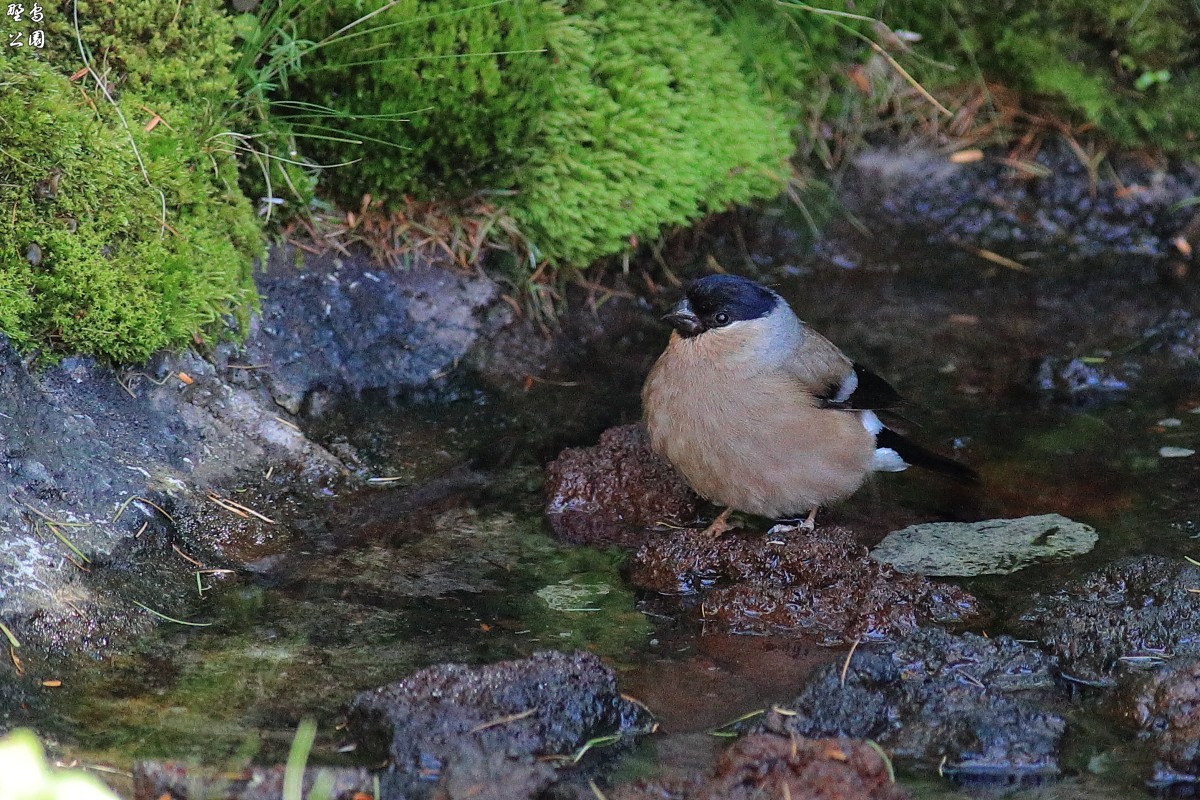 昨日に引き続き　高いお山のウソ　メスです。_c0352582_22172166.jpg