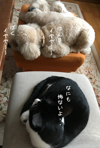 a0216583_22581503.png
