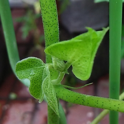 d0081485_10594531.jpg