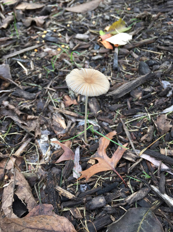 Mushroom 2018_d0089685_06173144.jpg