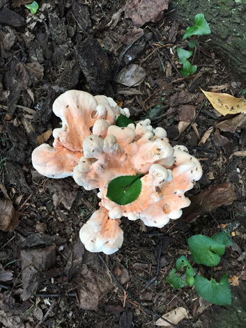 Mushroom 2018_d0089685_06270055.jpg