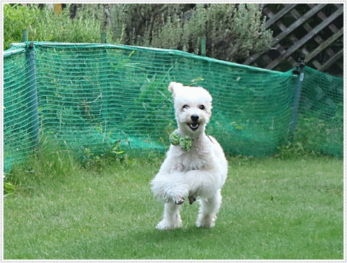 b0175688_00042498.gif