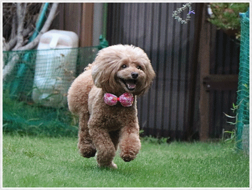 b0175688_00043110.gif