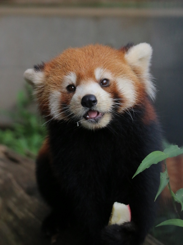 気になる母カリンと娘ハルマキ レサパン日和