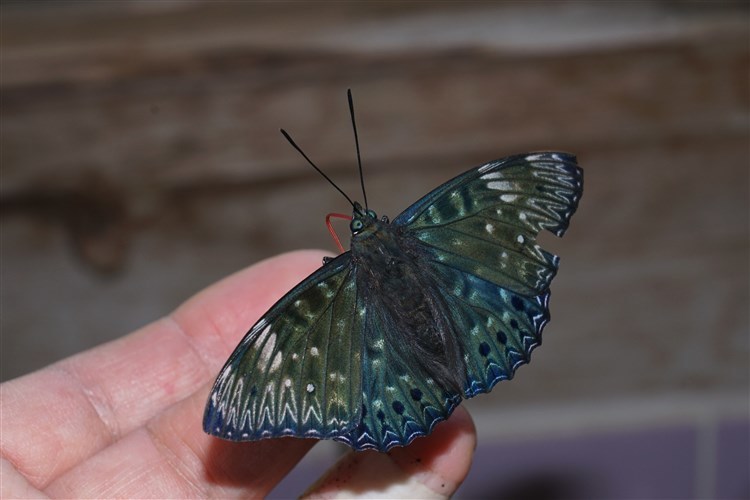 スミナガシ幼虫初見 : おらんくの自然満喫