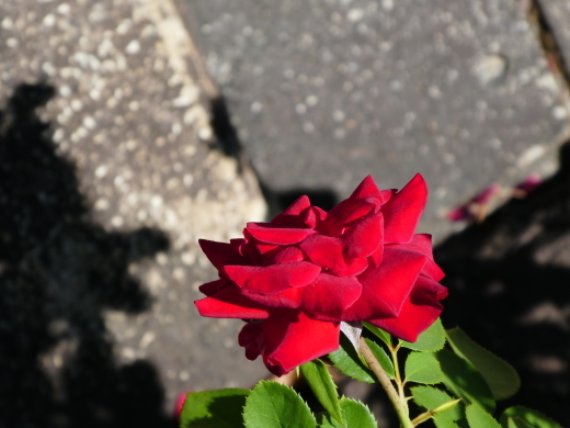 c0062511_21573248.jpg
