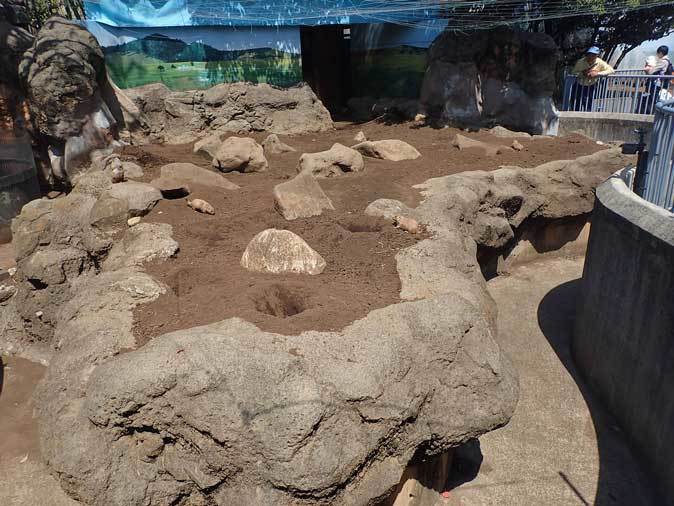 プレーリードッグとニホンリスと激レア！？ミミナガヤギ（江戸川区自然動物園）_b0355317_21291831.jpg