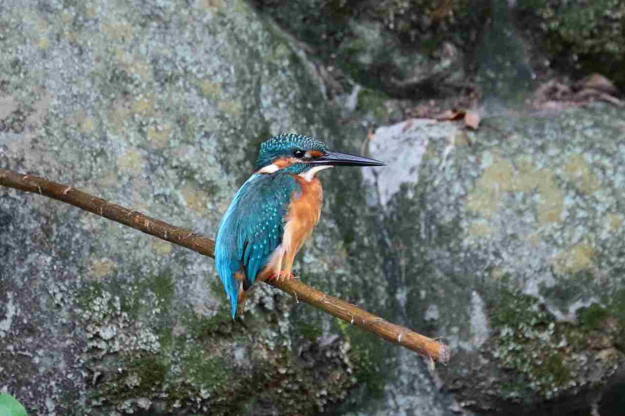 ♂カワセミ、イケメンに戻っていた！_e0293921_16024216.jpg