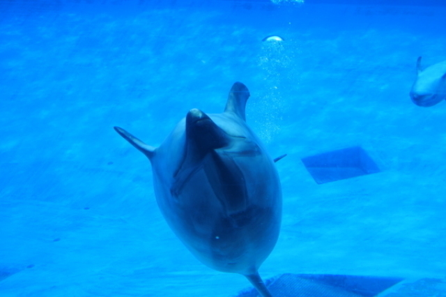 名古屋水族館へ行ってきました。_b0312230_19543940.jpg