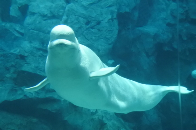 名古屋水族館へ行ってきました。_b0312230_19553114.jpg