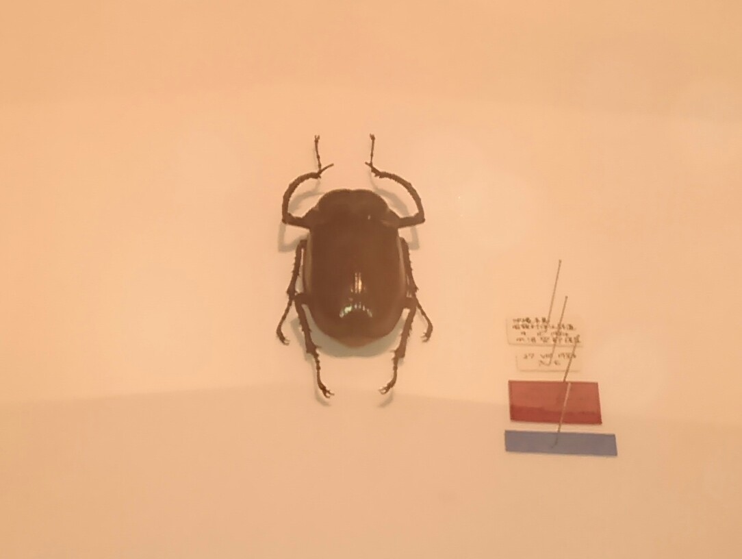 国立科学博物館 特別展「昆虫」 : こっけの備忘録