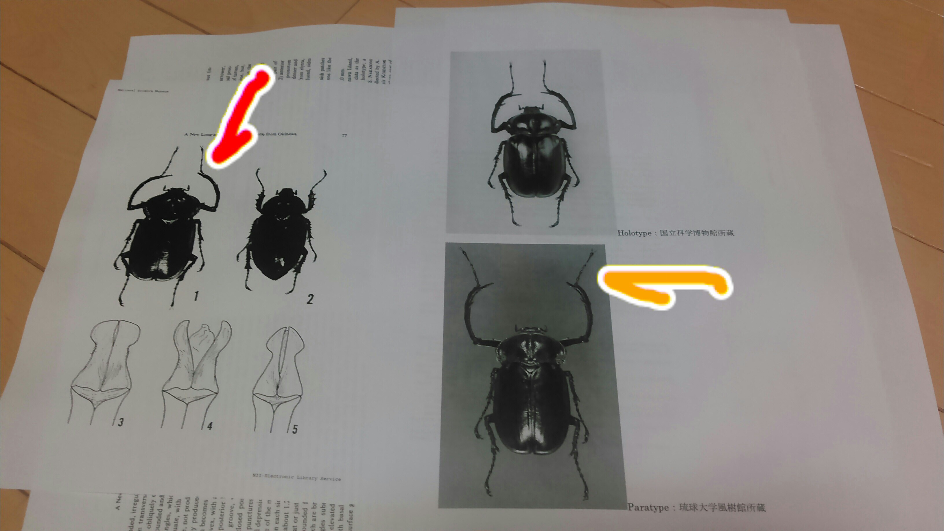 画像・写真：国立科学博物館標本資料センター(52/68)：時事