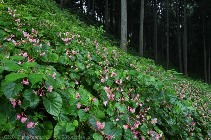 ときがわ町 椚平シュウカイドウの群生地 1_e0362037_21222755.jpg