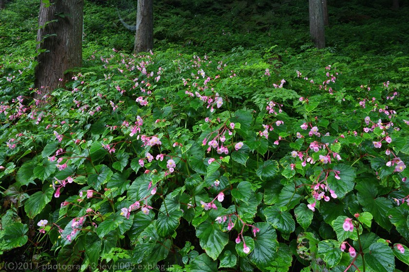 ときがわ町 椚平シュウカイドウの群生地 1_e0362037_21223089.jpg